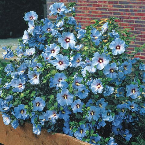 Rose Of Sharon Tree, Growing Hibiscus, Hibiscus Syriacus, Hardy Hibiscus, Spring Hill Nursery, Hydrangea Care, Hibiscus Plant, Blue Hibiscus, Perennial Shrubs