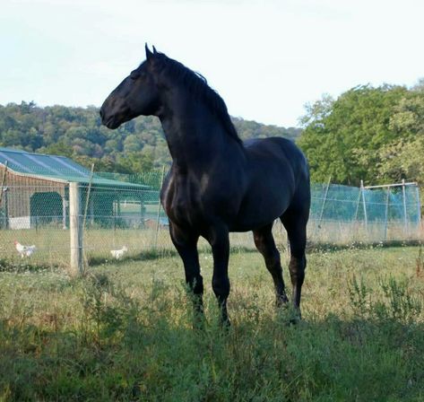 Windermere Farms Percherons – Find them on Instagram or Facebook! Percheron Horse, Suffolk Punch, Draft Horse Breeds, Percheron Horses, Chincoteague Ponies, Fjord Horse, Cowboy Horse, Clydesdale, Draft Horses