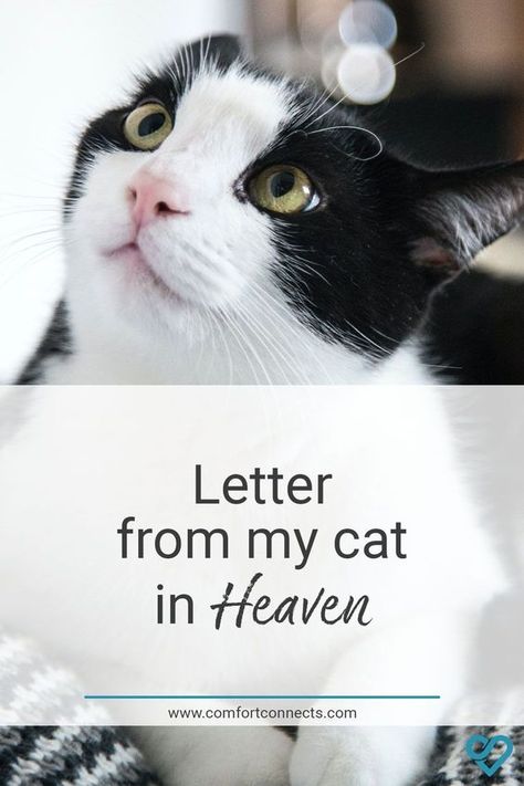 Cat In Heaven Quotes, Quotes About Losing A Pet Cat, Cats In Heaven Quotes, Missing My Cat In Heaven, Pets In Heaven Quotes, Cat Heaven Quotes, Cat Died Drawing, Cat Bereavement Quotes, Rip Cat Quotes