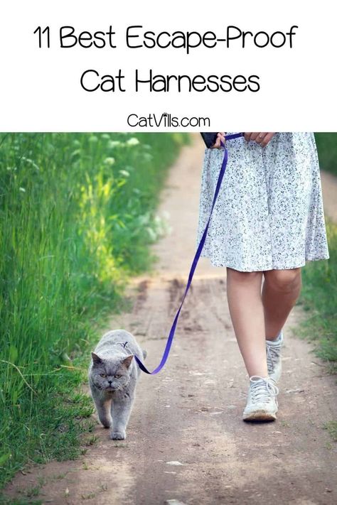 Looking for the BEST ESCAPE PROOF CAT HARNESS to walk around your kitty? I've listed down 11 excellent options that will give them a fun experience. Read on! Cat Leash And Harness Diy, Best Cat Harness, Training A Kitten, Kitten Training, Kitten Harness, Baby Harness, Adventure Cat, Cat Body, Cat Leash