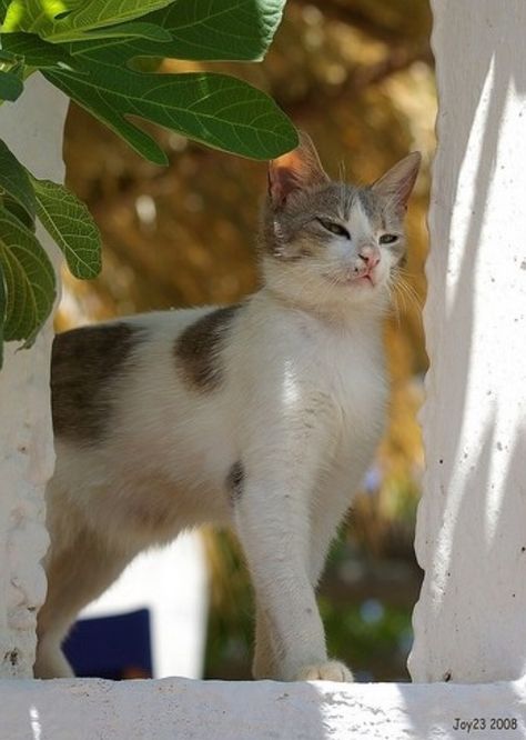 Aegean Cat, Greek Cats, Cat Litter Boxes, Rare Cat Breeds, Keep Clean, Medium Coat, Cat Watch, Cat Info, Exotic Cats