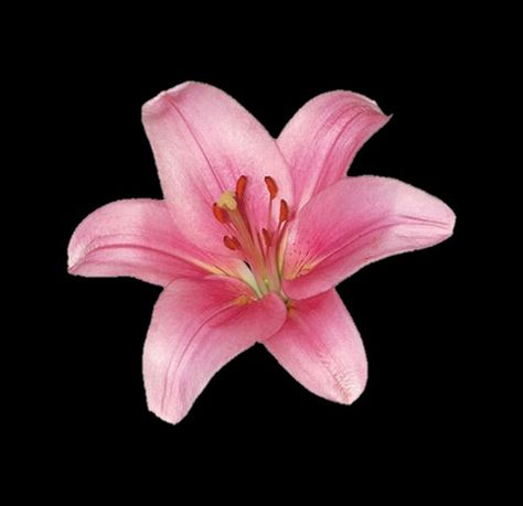 Hibiscus Flower, Pink Flower, Black Background, Hibiscus, Red, Pink, Black