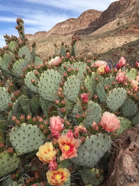 Flowering Cactus Plants, Cactus And Flowers, Cactus Aesthetic, Cactus Paintings, Cactus Pictures, Sustainable Interior, Flowering Cactus, Sustainable Interior Design, Blooming Cactus