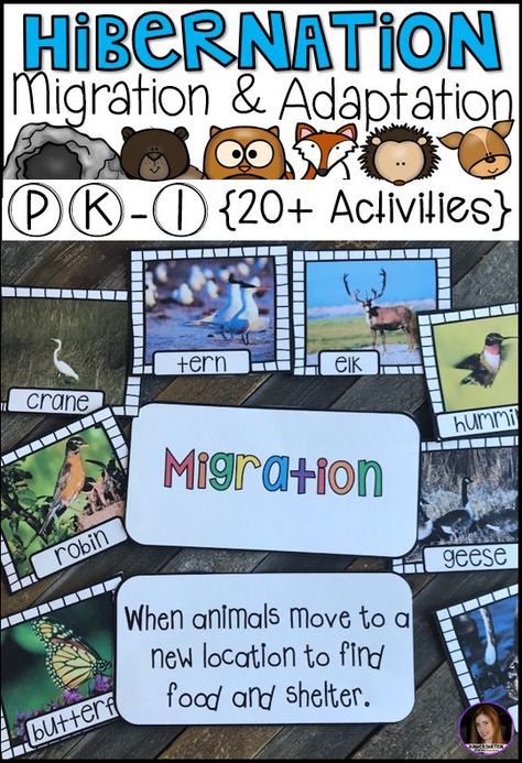 Migration Preschool, Hibernation Migration Adaptation, Hibernation Preschool Theme, Migration Activities, Hibernation Preschool Activities, Adaptations Activities, Hibernation Preschool, Hibernation Activities, Animals That Hibernate