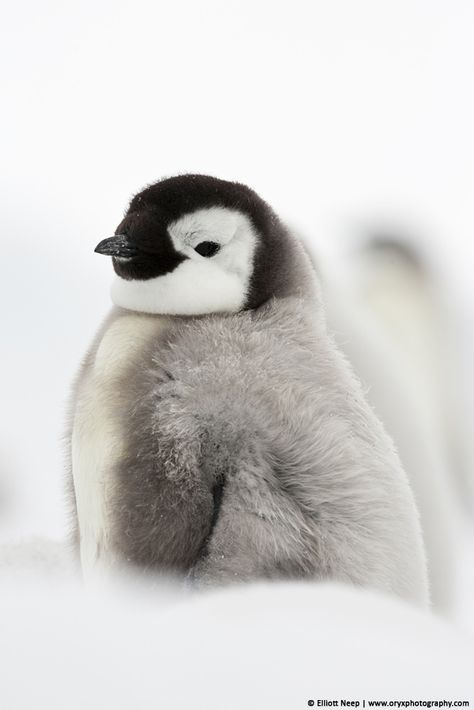 Emperor Penguin Chick, Penguin Images, Cutest Animals On Earth, Emperor Penguin, Baby Penguins, Winter Animals, Cute Penguins, Wildlife Animals, Cute Creatures