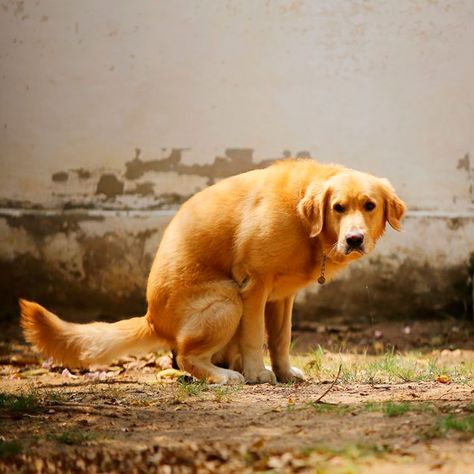 This Is Why Dogs Spin Around Before They Poop Dog Pee, Family Handyman, Dogs Pooping, Dog Runs, Pet Hacks, Crazy Dog, Dog Health, Number Two, Dog Pictures