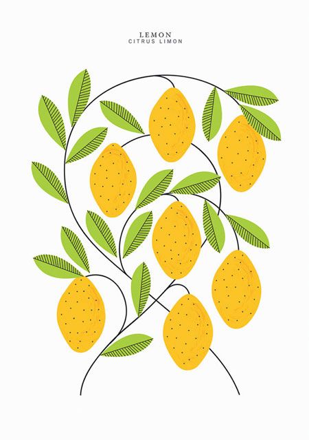 A3 Lemons Print | Sarah Abbott Lemon Images, Fruit Illustration, 캐릭터 드로잉, Floral Illustration, Lemon Print, Art Et Illustration, Lemon Tree, Art And Illustration, Mellow Yellow