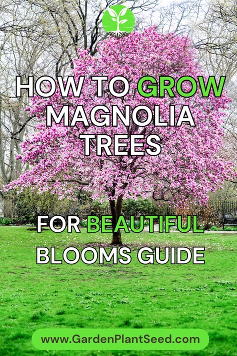 Welcome to our comprehensive guide on how to grow magnolia trees for beautiful blooms. If you have ever dreamed of having stunning magnolia blossoms adorning your garden, this guide is for you. Magnolia trees are known for their captivating beauty and fragrant flowers, and with the right techniques, you can cultivate a magnificent display of blooms that will leave everyone in awe. How To Plant A Magnolia Tree, Propagating Magnolia Tree, Magnolia Tree Care, Types Of Magnolia Trees, How To Grow A Magnolia Tree From Seed, Magnolia Tree Landscaping, Magnolia Bush, Moonglow Magnolia Tree, Composting Methods