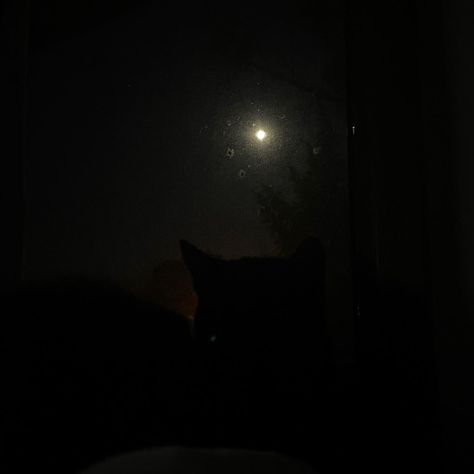 my darling ebony staring at the moon <3 Cat Looking At Moon, Staring At The Moon, Marauders Era, My Darling, Love Seat, The Moon, Celestial Bodies, Moon