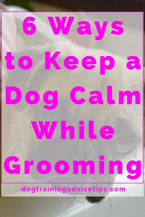 Grooming Shih Tzu, Dog Grooming Shih Tzu, Doodle Grooming, Dog Grooming Diy, Goldendoodle Grooming, Grooming Dogs, Dog Grooming Tools, Dog At Home, Dog Brush