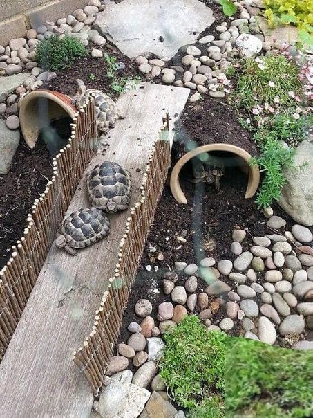 Turtle Area Outside, Greek Tortoise Habitat Indoor, Tartaruga Habitat, Outdoor Tortoise Enclosure, Turtle Enclosure, Turtle Terrarium, Turtle Care, Turtle Homes, Tortoise House