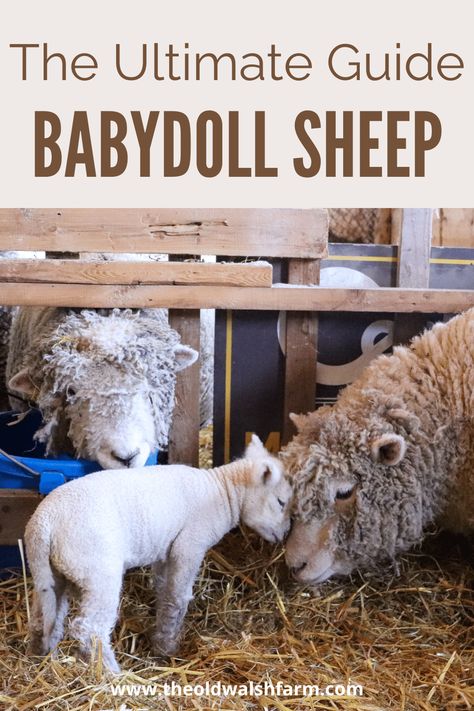 The Ultimate Guide: English Southdown Babydoll Sheep - The Old Walsh Farm Caring For Sheep, Keeping Sheep, Babydoll Southdown Sheep, Sheep Shelter, Dorper Sheep Farms, Raising Sheep For Wool, Valais Blacknose Sheep, Babydoll Sheep, Katahdin Sheep