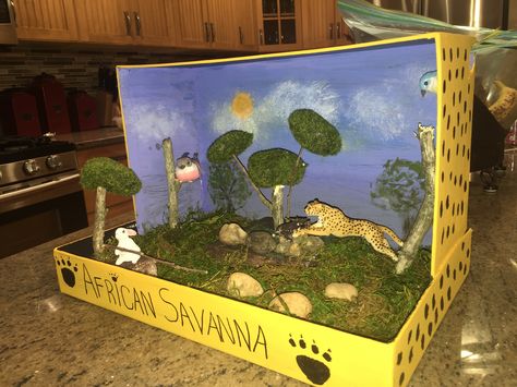 Diorama of  Cheetahs' Habitat. Ecosystems Diorama, Kindergarten Science Projects, Grassland Biome, Biomes Project, Diorama Kids, Diarama Ideas, Ecosystems Projects, Grassland Habitat, Habitats Projects