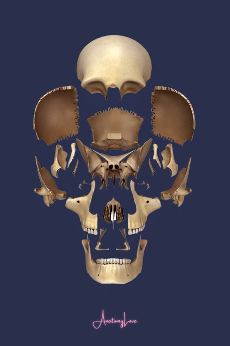 The "exploded skull!" This is one of my favorite ways to see the sphenoid bone, especially the anterior view. 😍 Sphenoid Bone, Jaw Bone, Bird Boxes, Skull And Bones, Anatomy, Bones, Tatting, Funny