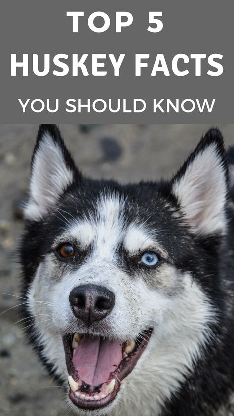 Owning A Husky, Husky Care, Husky Quotes, Husky Puppy Training, Husky Humor, Husky Pups, Husky Facts, Husky Training, Siberian Husky Facts