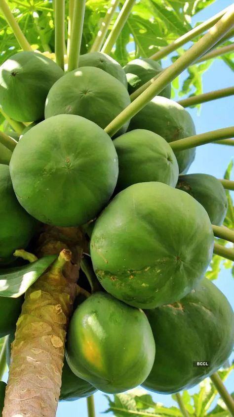 Papaya Benefits, Menstrual Pain Relief, Menstrual Cramp Relief, Ripe Papaya, Natural Immune Boosters, Prevent Constipation, Cramps Relief, Green Papaya, Regulate Blood Sugar