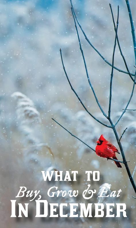 Want to make the most of your month? Here are tips on what is best to buy, grow, and eat in the month of December! #december #savingmoney #thriftyliving #seasonalliving via @merissa_alink Cardinals Wallpaper, Stock Wallpaper, Winter Bird, Bird Silhouette, Water Element, Red Birds, Bird Photography, Winter Photography, Free Wallpaper