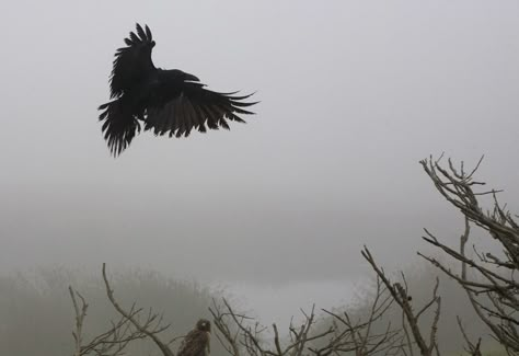 Explore john curley's photos on Flickr. john curley has uploaded 1779 photos to Flickr. Rinne Sharingan, The Vvitch, Miss Peregrines Home For Peculiar, Yennefer Of Vengerberg, Peculiar Children, Home For Peculiar Children, The Boogeyman, The Raven Cycle, Breaking In