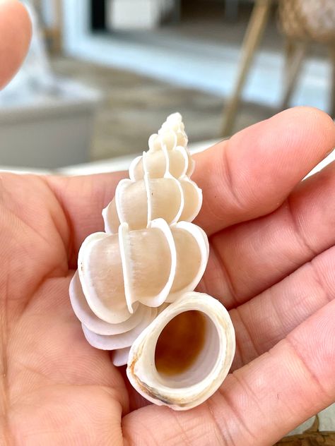 Types Of Seashells, Sanibel Shells, Chambered Nautilus, Beach Wedding White, Seashell Beach, Starfish Decor, Sailors Valentine, Cat's Paw, Coastal Beach Decor