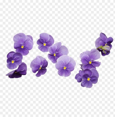 Transparent Images Png, Flowers Without Background, Flower Png Transparent Background, Flower Transparent Background, Purple Elements, Free Flower Clipart, Tumblr Flower, Flower Bouquet Png, Flowers Transparent