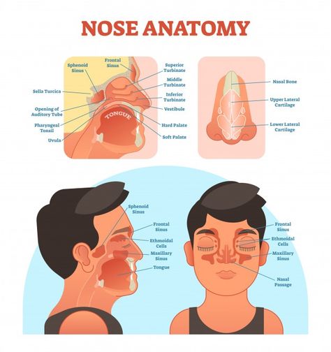 Nose anatomy medical illustration diag... | Premium Vector #Freepik #vector #medical #face #medicine #mouth Sella Turcica, Anatomy Medical Illustration, Nose Anatomy, Healthcare Illustration, Medical Vector, Maxillary Sinus, Mouth Care, Anatomy Medical, Human Vector