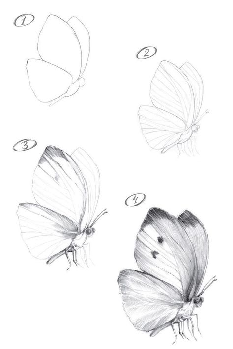 Realistic Flower Drawing, Draw A Butterfly, Butterfly Art Drawing, Butterfly Sketch, Flower Drawing Tutorials, Butterfly Drawing, Insect Art, Nature Drawing, Pencil Art Drawings