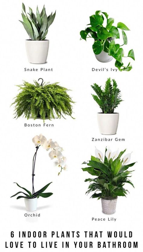 Best Bathroom Plants, نباتات منزلية, Hanging Plants Indoor, Inside Plants, Best Indoor Plants, Bathroom Plants, Houseplants Indoor, Plant Decor Indoor, Bedroom Plants