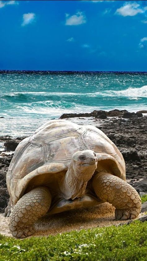 Galapagos Island, Galapagos Tortoise, Giant Tortoise, Fauna Marina, Ecuador Travel, Tortoise Turtle, Turtle Love, Amazing Places On Earth, Galapagos Islands