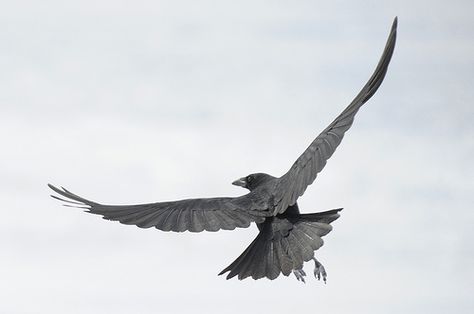 american crow in flight by Steve Courson, via Flickr Ravens In Flight, Crow In Flight, Raven In Flight, Crows Flying, Raven Flying, Crows Artwork, Flying Crow, Grey Ink Tattoos, Crow Flying