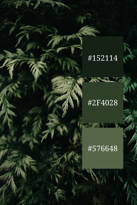 A lush, verdant expanse of evergreen foliage, showcasing a beautiful green color palette. The rich, green hues create a calming and serene atmospher Cool Green Color Palette, Green Palette Colour Schemes, Evergreen Color Palette, Neon Green Color Palette, Color Palette Code, Dark Green Color Palette, Color Scheme Generator, Code Color, Green Color Palette