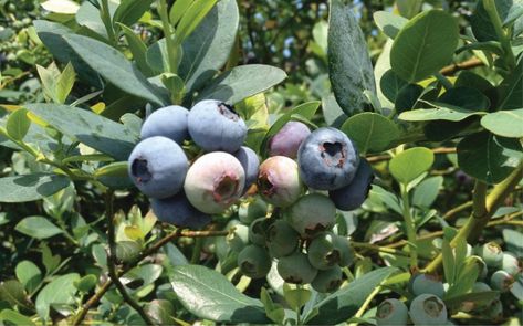 Maximize the Evergreen Approach to Growing Blueberries - Growing Produce Asparagus Garden, Blueberry Varieties, Growing Blackberries, Persian Buttercup, Highbush Blueberry, Aronia Berries, Growing Blueberries, Blueberry Plant, Crab Apple