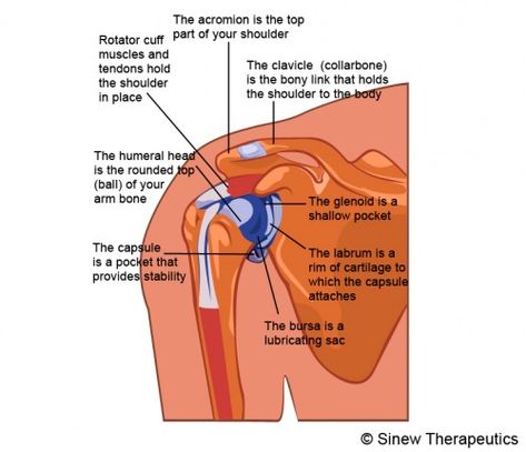 Shoulder Injuries Shoulder Pain Information - Sinew Therapeutics Shoulder Pain Relief Rotator Cuff, Shoulder Bursitis, Shoulder Stiffness, Shoulder Surgery Recovery, Rotator Cuff Pain, Bursitis Shoulder, Shoulder Rehab Exercises, Shoulder Anatomy, Rotator Cuff Surgery