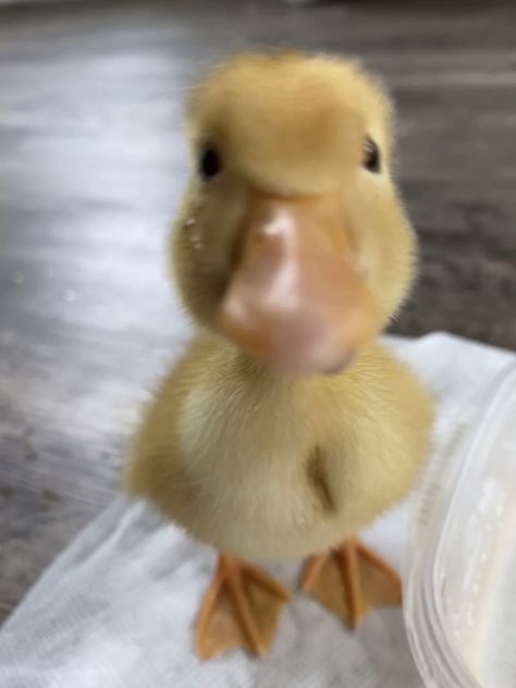 Silly Duck Pictures, Duckling Pictures, Cute Duck Pictures, Cute Duck Pfp, Ducks Cute, Cute Ducks, Duck Pictures, Duck Wallpaper, Duck Photo