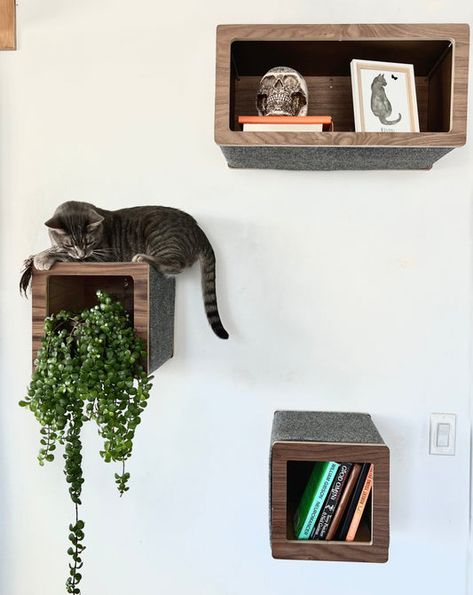 Floating Box Shelf, Cute Braces, Walnut Plywood, Cat Wall Shelves, Plywood Siding, Box Shelf, Cat Towers, Cats Case, Box Shelves