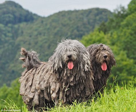 Man's best friend: The American Kennel Club is set to unveil the Bergamasco, a sheepdog whose coat grows to form felt-like mats. The mats grow over the course of the dog's life, reaching the ground at approximately six years of age Healthiest Dog Breeds, List Of Dog Breeds, Dog Types, Shaggy Dog, Dogs Big, Sheep Dog, Huge Dogs, Hypoallergenic Dogs, Rare Dog Breeds