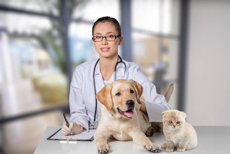 Vet examining dog and cat. puppy and kit... | Premium Photo #Freepik #photo #pet-doctor #vet #pet-clinic #animal-hospital Animal Doctor, Vet Med, A Vet, Pet Vet, Vet Clinics, Pet Clinic, Veterinary Clinic, Pet Paws, Pet Safe