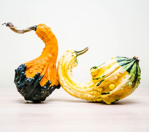 Gourd Photography, Cake Illustration Art, Pictures Of Pumpkins, Squash Photo, Drawing Cake, Watercolor Tags, Pumpkin Photography, Birthday Cake Illustration, Cupcake Painting