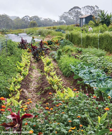 Diversity is key at Pono Grown Farm Center, where a mix of plants varying scents and colors attracts beneficial insects and deter pests. Tropical Farming, Hawaii Farm, Starting A Farm, Becoming A Realtor, Attracting Beneficial Insects, Beneficial Insects, Organic Farming, Maui Hawaii, Irrigation System