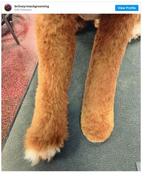 Grooming A Doodle, Golden Doodle Lion Haircut, Doodle Tail Grooming, Golden Doodle Tail Grooming, Goldendoodle Tail Grooming, Mini Aussiedoodle Haircut Styles, F1 Goldendoodle Haircut, Doodle Mohawk Haircut, Whoodle Haircuts