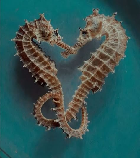 Sea Horses Aesthetic, Seahorses Aesthetic, Sea Horse Aesthetic, Sea Animals Aesthetic, Seahorse Aesthetic, Seahorse Photography, Reef Tattoo, Creatures Reference, Sketchbook Assignments