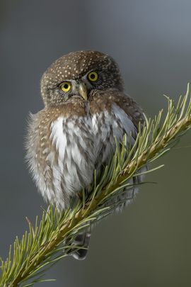 Cartoon Owl Drawing, Pygmy Owl, Wild Kingdom, Watercolor Subjects, Owls Drawing, Hoot Owl, Tiny Bird, Wildlife Photos, Owl Bird