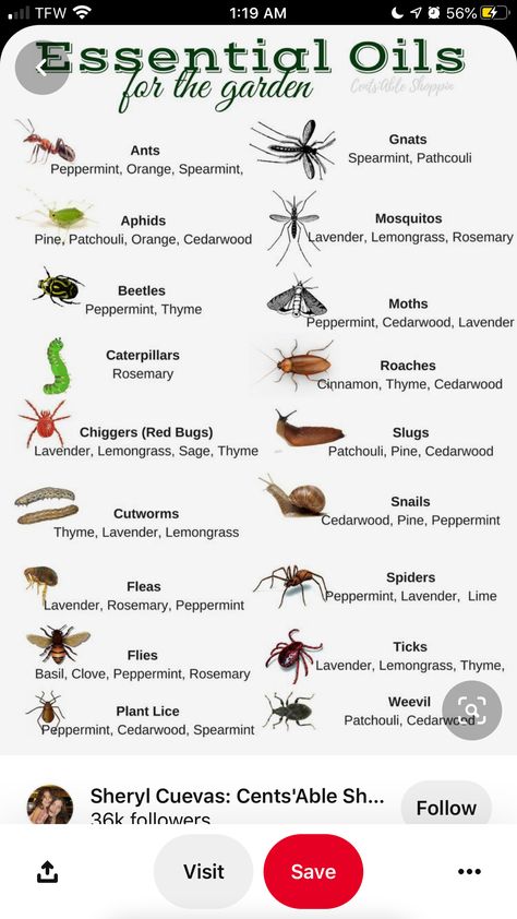 Plant Lice, Insect Repellent Plants, Diy Bug Repellent, Slugs In Garden, Plants That Repel Bugs, Bug Spray Recipe, Medicinal Herbs Garden, Natural Bug Repellent, Natural Mosquito Repellant