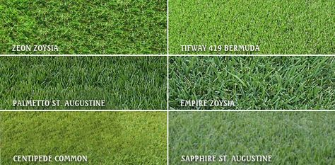 centipeede Lawn Grass Types, Growing Grass From Seed, Different Types Of Grass, Sod Grass, Centipede Grass, Best Grass Seed, Zoysia Grass, Lawn Turf, Bermuda Grass