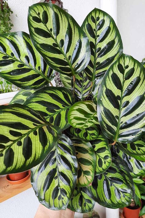 How to Grow and Care for Calathea Peacock Plants | Gardener’s Path Peacock Plant, Plant Wishlist, Plant Aesthetic, Purple And Green, How To Grow, Green Leaves, House Plants, To Grow, To Learn