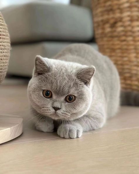 Dream's Cat, Munchkin Cat, Cute Small Animals, British Shorthair Cats, Baby Kittens, Fluffy Animals, British Shorthair, Cute Animal Photos, Cute Cats And Kittens