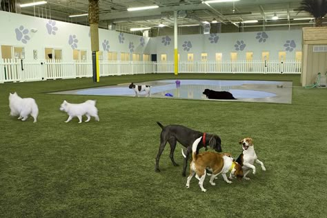 Dog Daycare Design, Dog Boarding Ideas, Dog Daycare Business, Indoor Dog Park, Dog Boarding Facility, Dog Boarding Kennels, Boarding Facility, Indoor Dog Kennel, Dog Kennel Designs