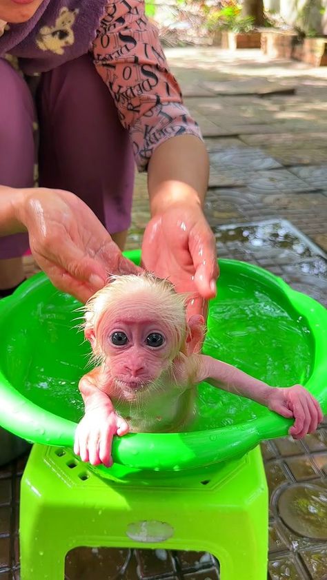 Cute Monkey Pictures, Monkey Pictures, Monkeys Funny, Cute Monkey, Curious George, Baby Monkey, Primates, Cat Gif