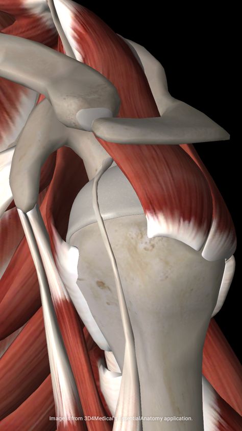 Punkty Spustowe, Shoulder Anatomy, Rotator Cuff Exercises, Rotator Cuff Tear, Frozen Shoulder, Muscle Anatomy, Medical Anatomy, Rotator Cuff, Shoulder Muscles