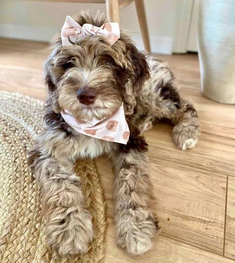 Grey Labradoodle, Aussiedoodle Full Grown, Merle Doodle, Merle Labradoodle, Bougie Dog, Merle Poodle, Merle Dogs, Doodle Haircuts, Labradoodle Haircut