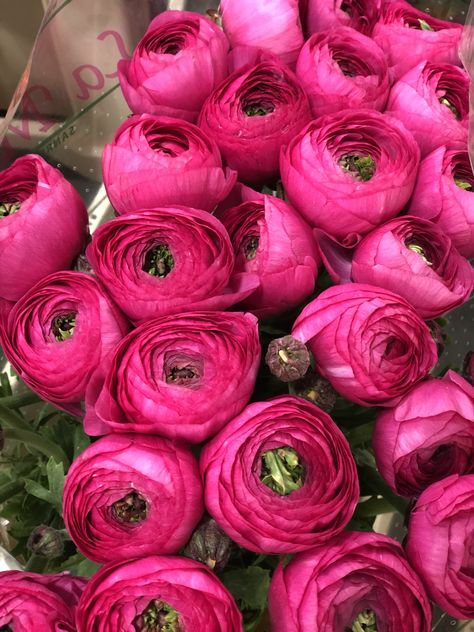 Ranunculus Pink, March Flowers, Persian Buttercup, Pink Ranunculus, Pink Theme, Flowers Rose, Single Rose, Pink Vibes, Pink Themes